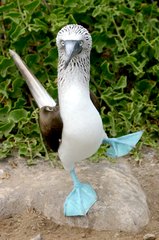 blue-footed-booby-240
