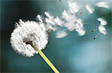 dandelion-160