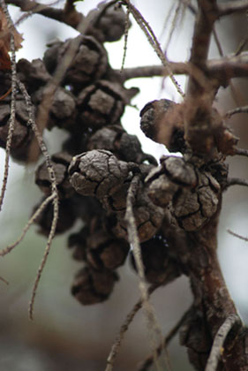 Dried Juniper Cones