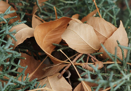 Dried Leaves on Juniper Branch