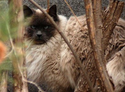 Neighborhood Cat Concealed