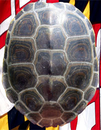 terrapin-shell-260