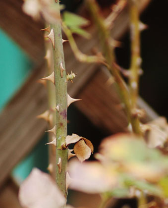 Thorny Rose Stem