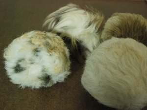 My tribbles. The one front-right is the eldest c.1972