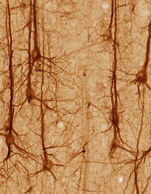 neurons 280